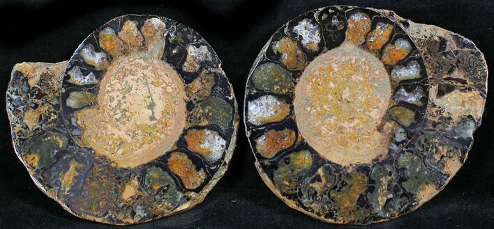 Iron Replaced Ammonite Fossil Pair #27447